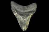 Fossil Megalodon Tooth - South Carolina #145537-1